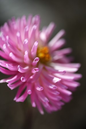 Dahlia Pink